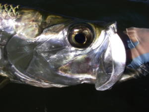 08 keylargo2008 052 800x600