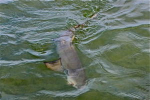 Isla Shark 1 800x634